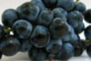 Maratheftiko Grapes Processed